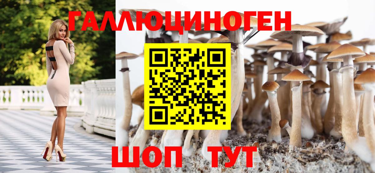 Галлюциногенные грибы Psilocybe  закладки  Гусев 