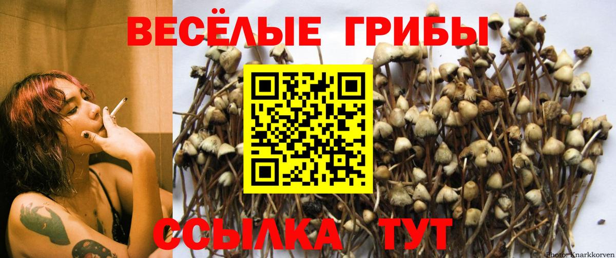 Галлюциногенные грибы Psilocybe Гусев